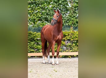 Oldenburg, Gelding, 3 years, 16.1 hh, Chestnut-Red