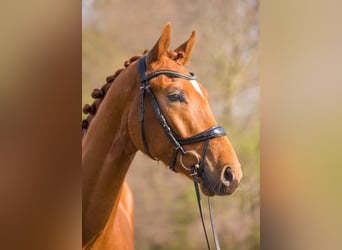 Oldenburg, Gelding, 3 years, 16.1 hh, Chestnut-Red