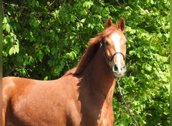 Oldenburg, Gelding, 3 years, 16.1 hh, Chestnut-Red