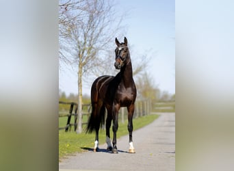 Oldenburg, Gelding, 3 years, 16.1 hh, Smoky-Black