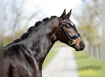 Oldenburg, Gelding, 3 years, 16.1 hh, Smoky-Black