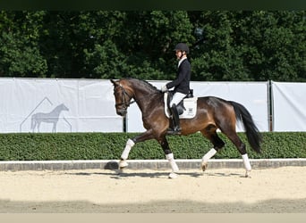 Oldenburg, Gelding, 3 years, 16.2 hh, Bay-Dark