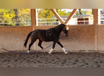 Oldenburg, Gelding, 3 years, 16.2 hh, Bay-Dark