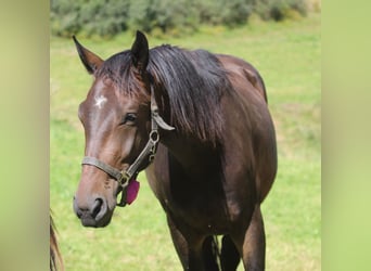 Oldenburg, Gelding, 3 years, 16,2 hh, Bay-Dark