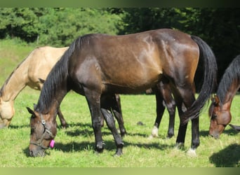 Oldenburg, Gelding, 3 years, 16,2 hh, Bay-Dark