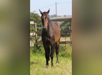 Oldenburg, Gelding, 3 years, 16,2 hh, Bay-Dark