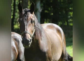 Oldenburg, Gelding, 3 years, 16,2 hh, Bay-Dark