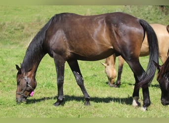 Oldenburg, Gelding, 3 years, 16,2 hh, Bay-Dark