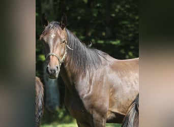 Oldenburg, Gelding, 3 years, 16,2 hh, Bay-Dark