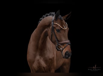 Oldenburg, Gelding, 3 years, 16,2 hh, Bay-Dark