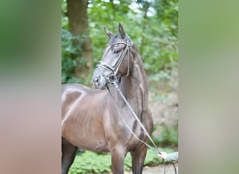 Oldenburg, Gelding, 3 years, 16.2 hh, Black