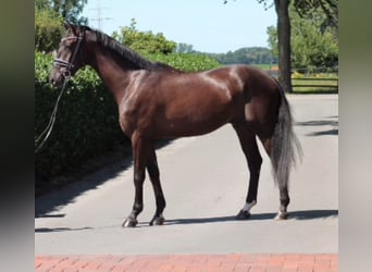 Oldenburg, Gelding, 3 years, 16.2 hh, Black