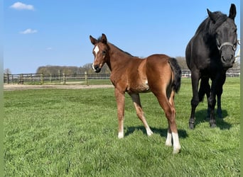 Oldenburg, Gelding, 3 years, 16.2 hh, Brown