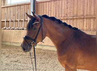 Oldenburg, Gelding, 3 years, 16,2 hh, Brown