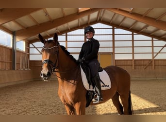 Oldenburg, Gelding, 3 years, 16,2 hh, Brown