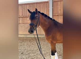 Oldenburg, Gelding, 3 years, 16,2 hh, Brown