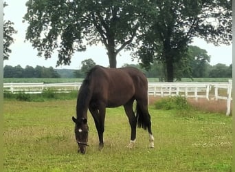 Oldenburg, Gelding, 3 years, 16.2 hh, Brown