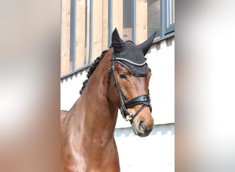 Oldenburg, Gelding, 3 years, 16.2 hh, Brown Oldenburg, Gelding, 3 years, 16.2 hh, Brown