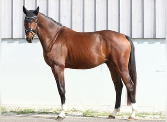 Oldenburg, Gelding, 3 years, 16.2 hh, Brown Oldenburg, Gelding, 3 years, 16.2 hh, Brown