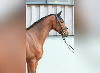 Oldenburg, Gelding, 3 years, 16.2 hh, Brown Oldenburg, Gelding, 3 years, 16.2 hh, Brown