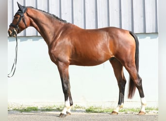 Oldenburg, Gelding, 3 years, 16.2 hh, Brown Oldenburg, Gelding, 3 years, 16.2 hh, Brown