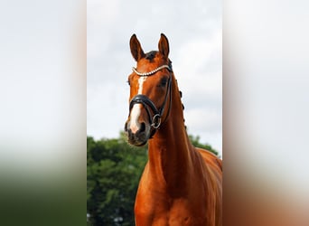 Oldenburg, Gelding, 3 years, 16.2 hh, Brown