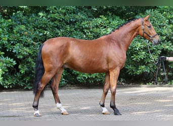 Oldenburg, Gelding, 3 years, 16.2 hh, Brown