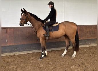 Oldenburg, Gelding, 3 years, 16.2 hh, Brown