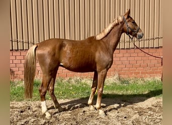 Oldenburg, Gelding, 3 years, 16.2 hh, Chestnut-Red