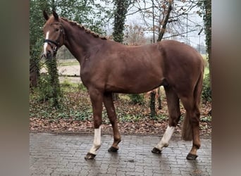 Oldenburg, Gelding, 3 years, 16.2 hh, Chestnut-Red