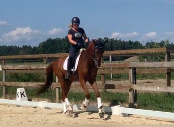 Oldenburg, Gelding, 3 years, 16,2 hh, Chestnut-Red