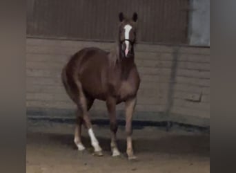 Oldenburg, Gelding, 3 years, 16,2 hh, Chestnut-Red