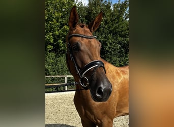 Oldenburg, Gelding, 3 years, 16,2 hh, Chestnut-Red