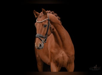 Oldenburg, Gelding, 3 years, 16,2 hh, Chestnut-Red