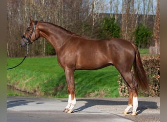 Oldenburg, Gelding, 3 years, 16,2 hh, Chestnut-Red