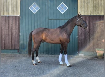 Oldenburg, Gelding, 3 years, 16,2 hh, Smoky-Black