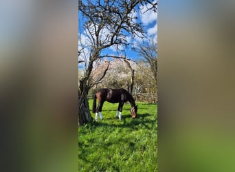 Oldenburg, Gelding, 3 years, 16.3 hh, Bay-Dark