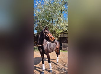 Oldenburg, Gelding, 3 years, 16.3 hh, Bay-Dark