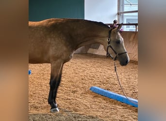 Oldenburg, Gelding, 3 years, 16.3 hh, Buckskin