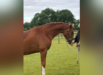 Oldenburg, Gelding, 3 years, 16.3 hh, Chestnut-Red