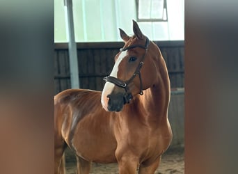 Oldenburg, Gelding, 3 years, 16.3 hh, Chestnut-Red