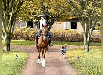 Oldenburg, Gelding, 3 years, 16,3 hh, Chestnut-Red