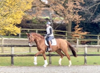 Oldenburg, Gelding, 3 years, 16,3 hh, Chestnut-Red