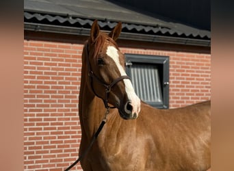 Oldenburg, Gelding, 3 years, 16.3 hh