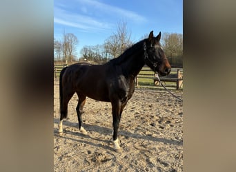 Oldenburg, Gelding, 3 years, 16 hh, Bay-Dark