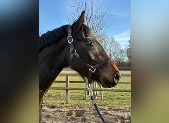 Oldenburg, Gelding, 3 years, 16 hh, Bay-Dark