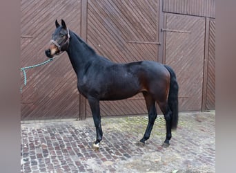 Oldenburg, Gelding, 3 years, 16 hh, Bay-Dark