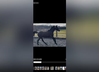 Oldenburg, Gelding, 3 years, 16 hh, Bay-Dark