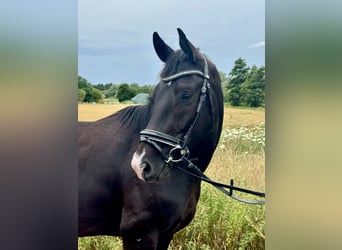 Oldenburg, Gelding, 3 years, 16 hh, Black