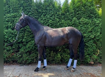 Oldenburg, Gelding, 3 years, 16 hh, Black
